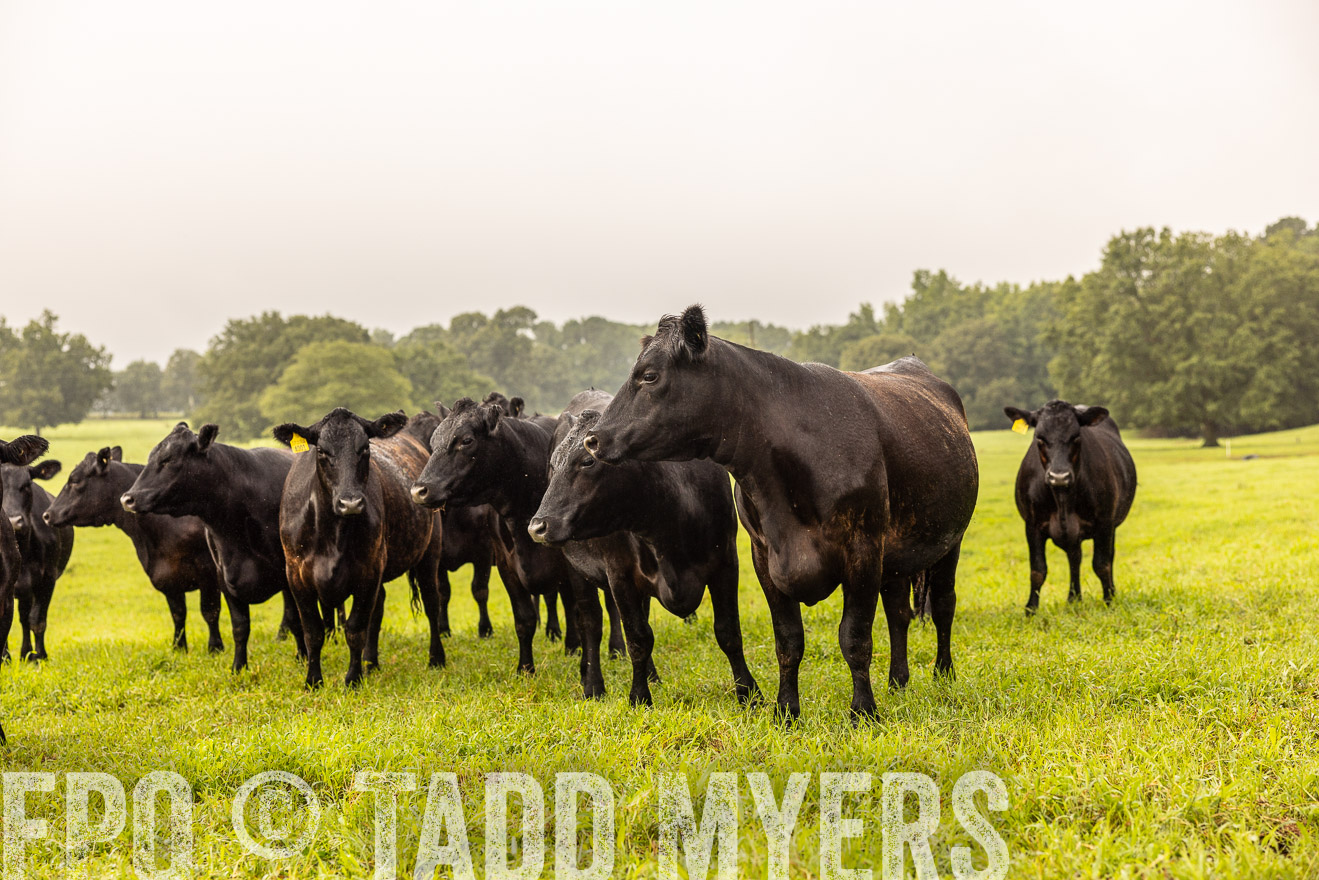 TMyers_PP_SleepyCreekFarm_Forsyth_July2024-516175