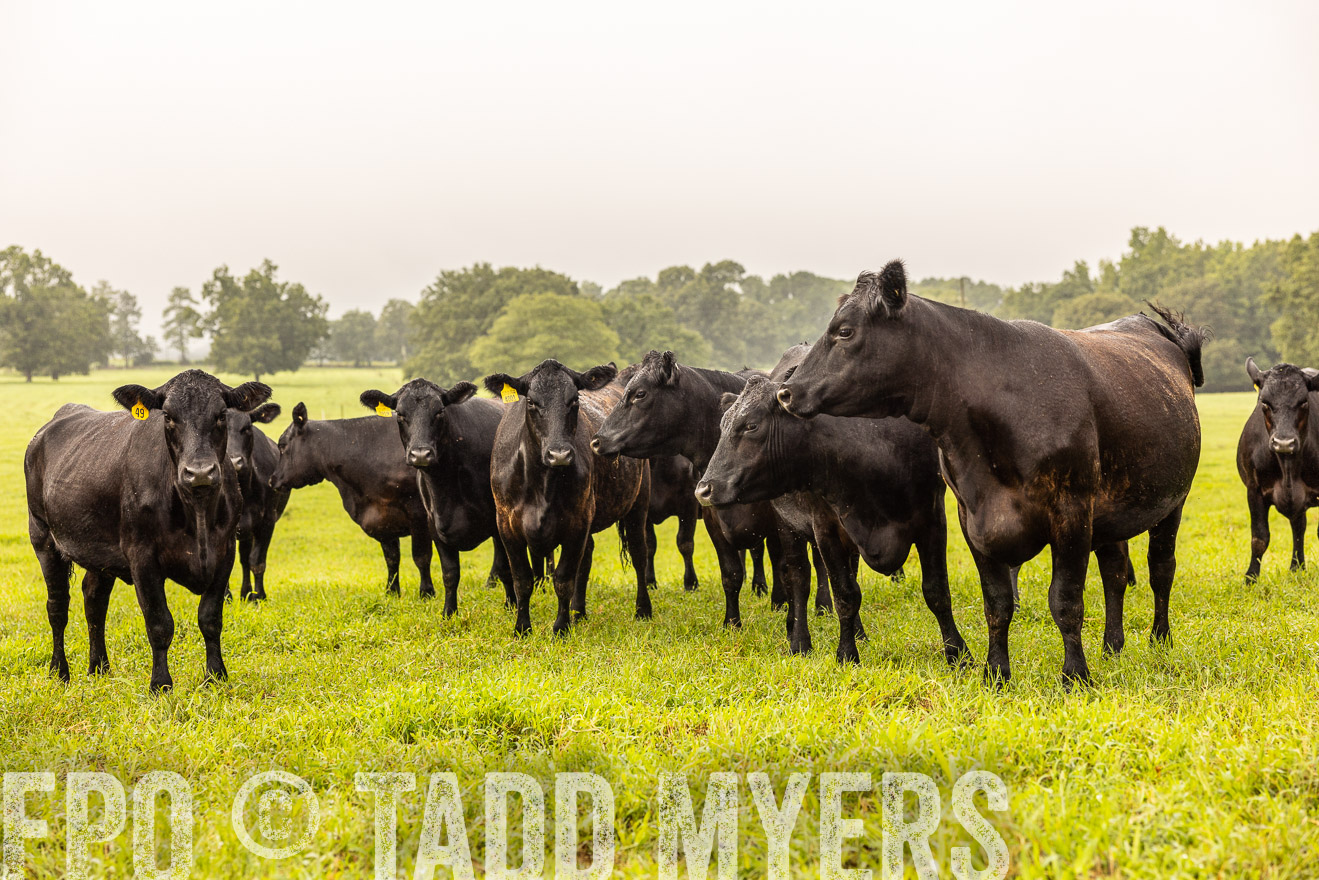 TMyers_PP_SleepyCreekFarm_Forsyth_July2024-516185