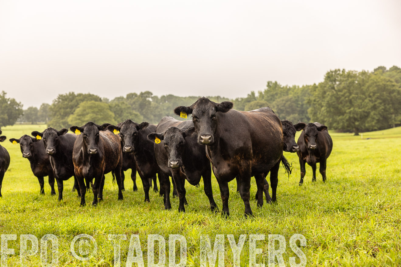 TMyers_PP_SleepyCreekFarm_Forsyth_July2024-516189