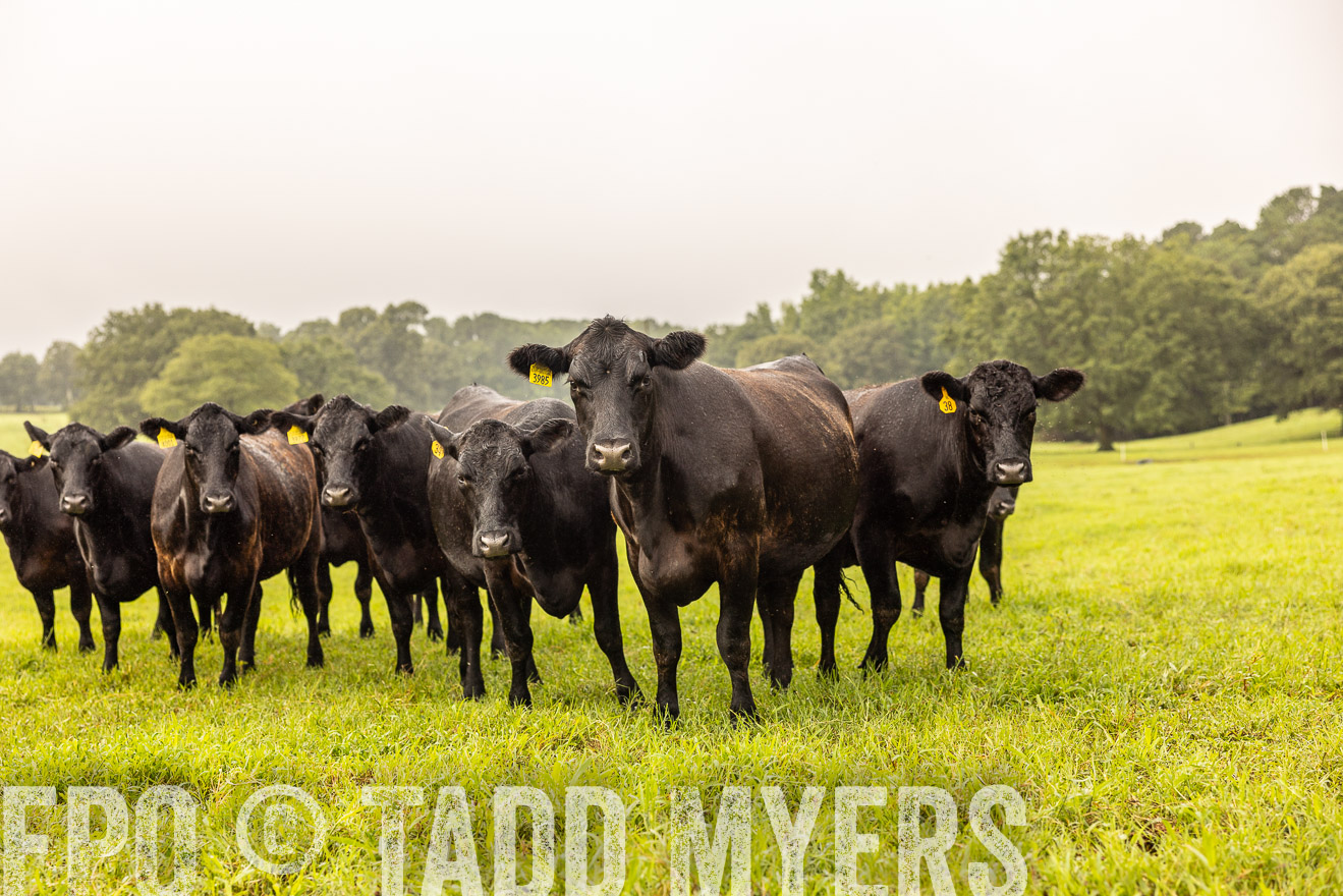 TMyers_PP_SleepyCreekFarm_Forsyth_July2024-516195
