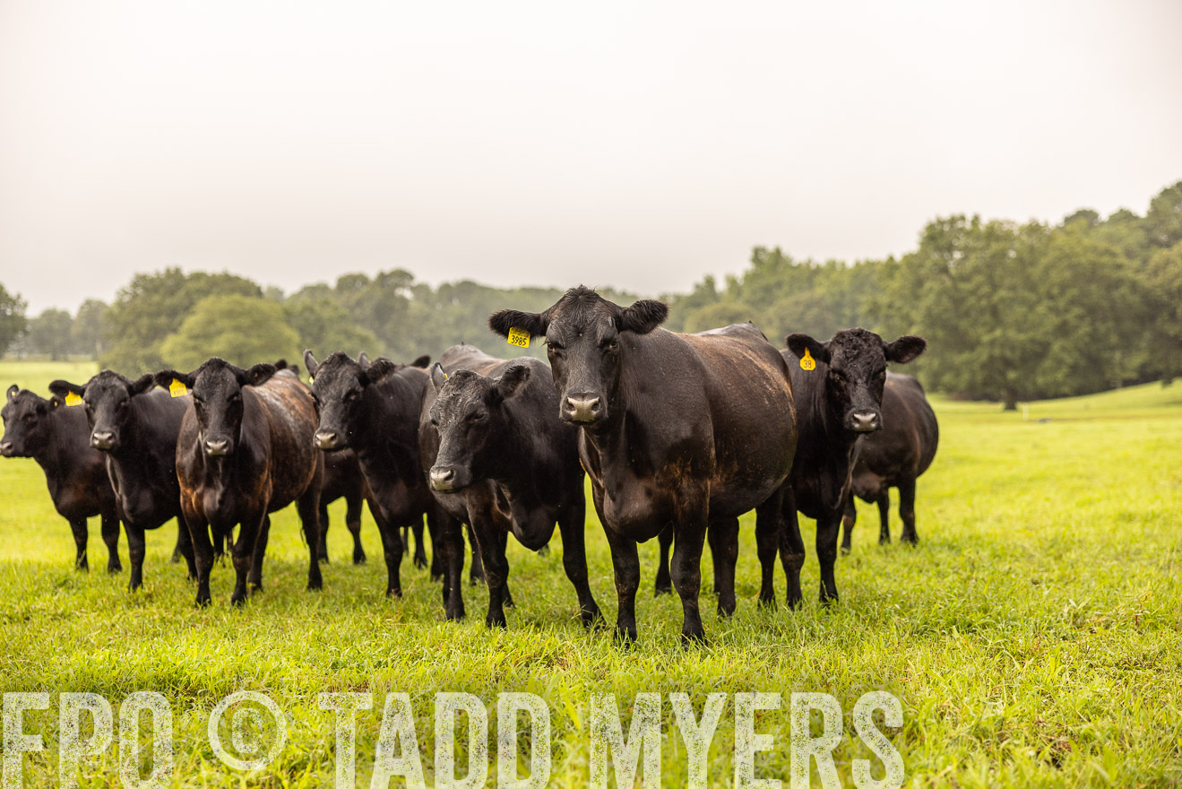 TMyers_PP_SleepyCreekFarm_Forsyth_July2024-516202