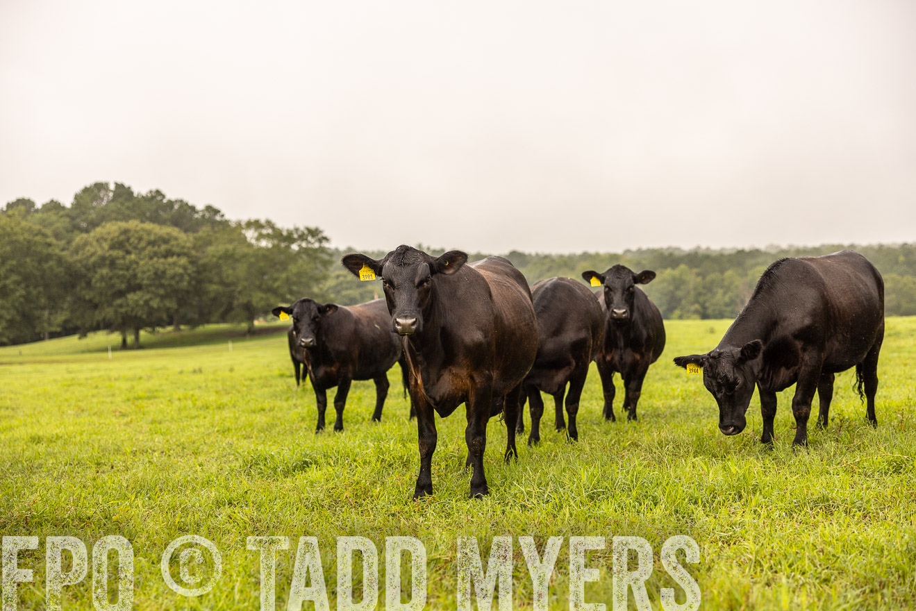 TMyers_PP_SleepyCreekFarm_Forsyth_July2024-516207