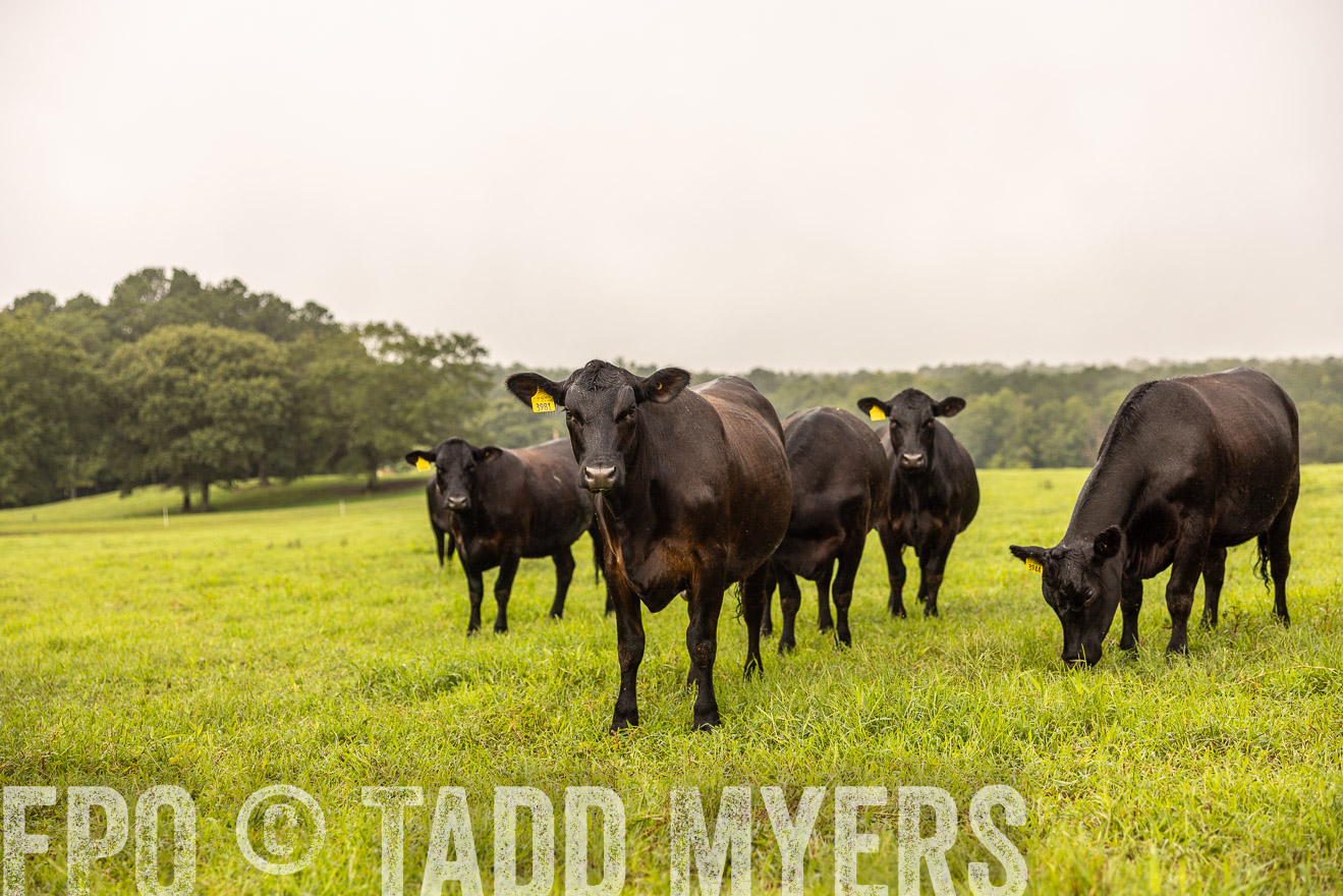 TMyers_PP_SleepyCreekFarm_Forsyth_July2024-516210