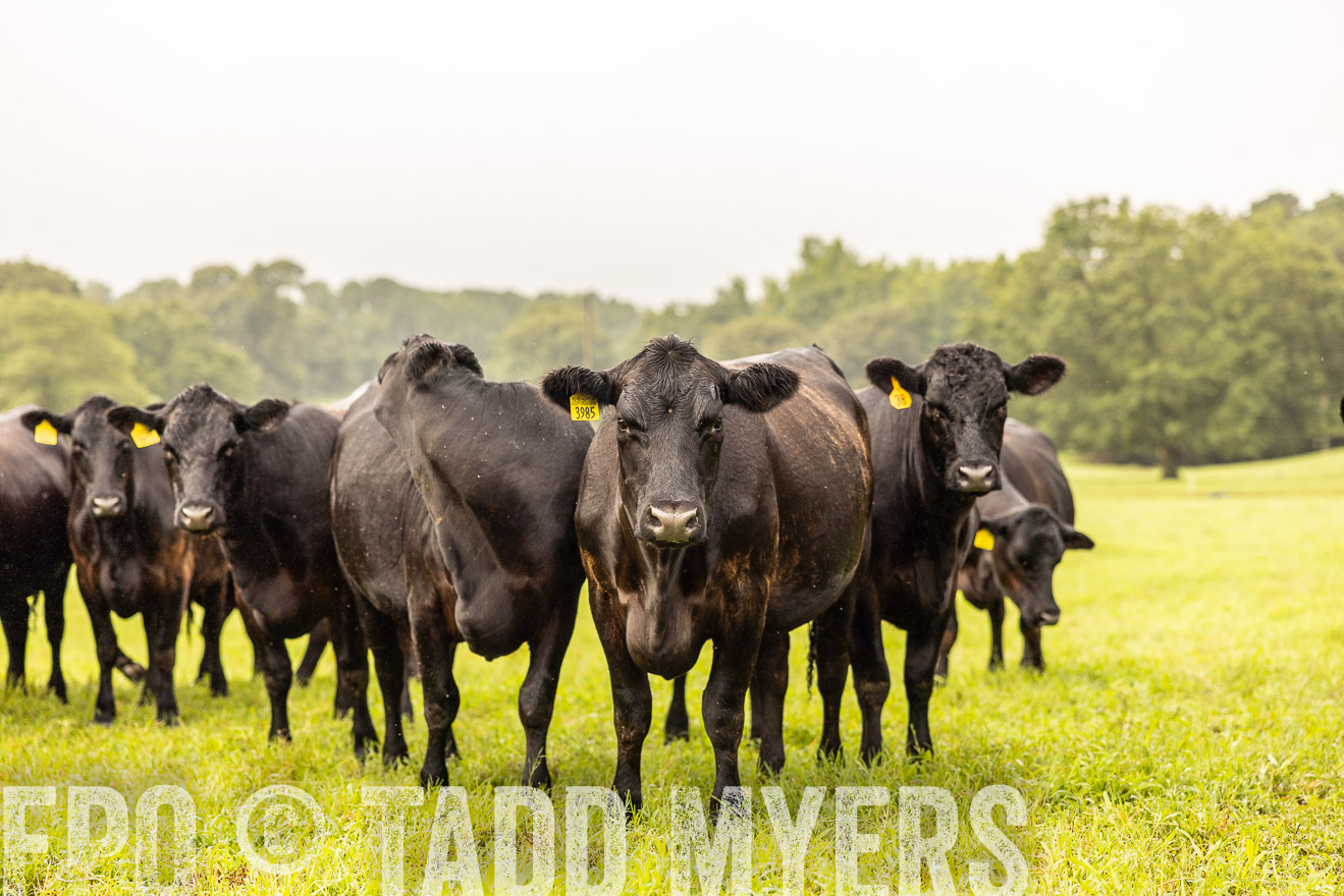 TMyers_PP_SleepyCreekFarm_Forsyth_July2024-516228