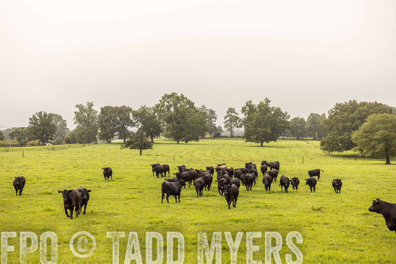 TMyers_PP_SleepyCreekFarm_Forsyth_July2024-516238