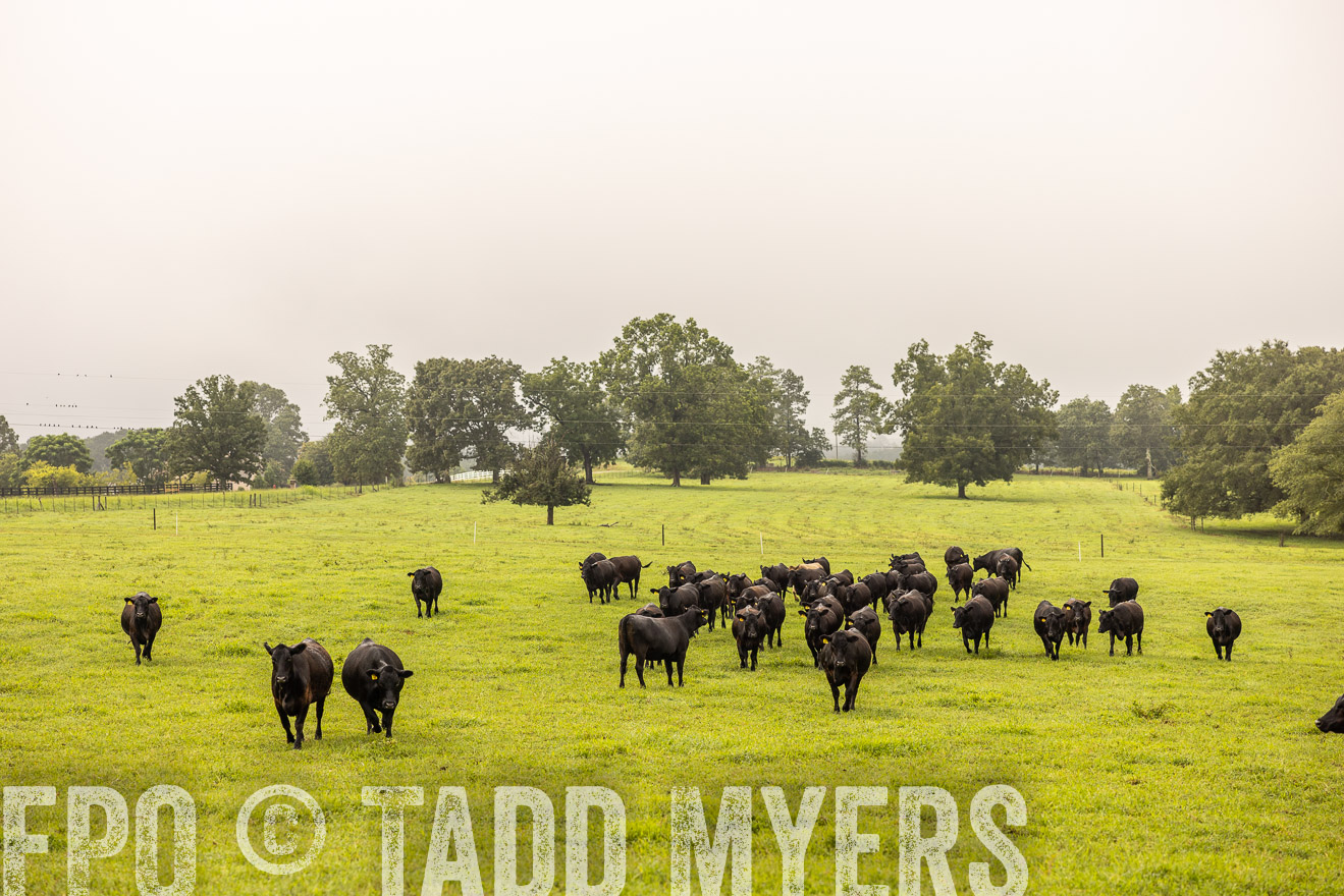 TMyers_PP_SleepyCreekFarm_Forsyth_July2024-516246
