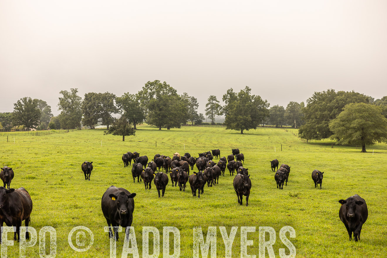 TMyers_PP_SleepyCreekFarm_Forsyth_July2024-516255