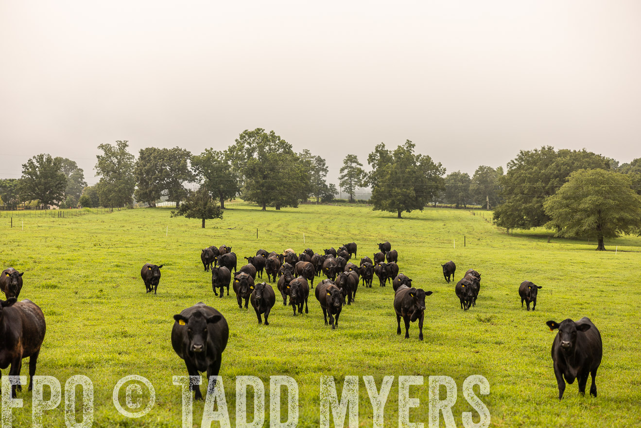 TMyers_PP_SleepyCreekFarm_Forsyth_July2024-516265