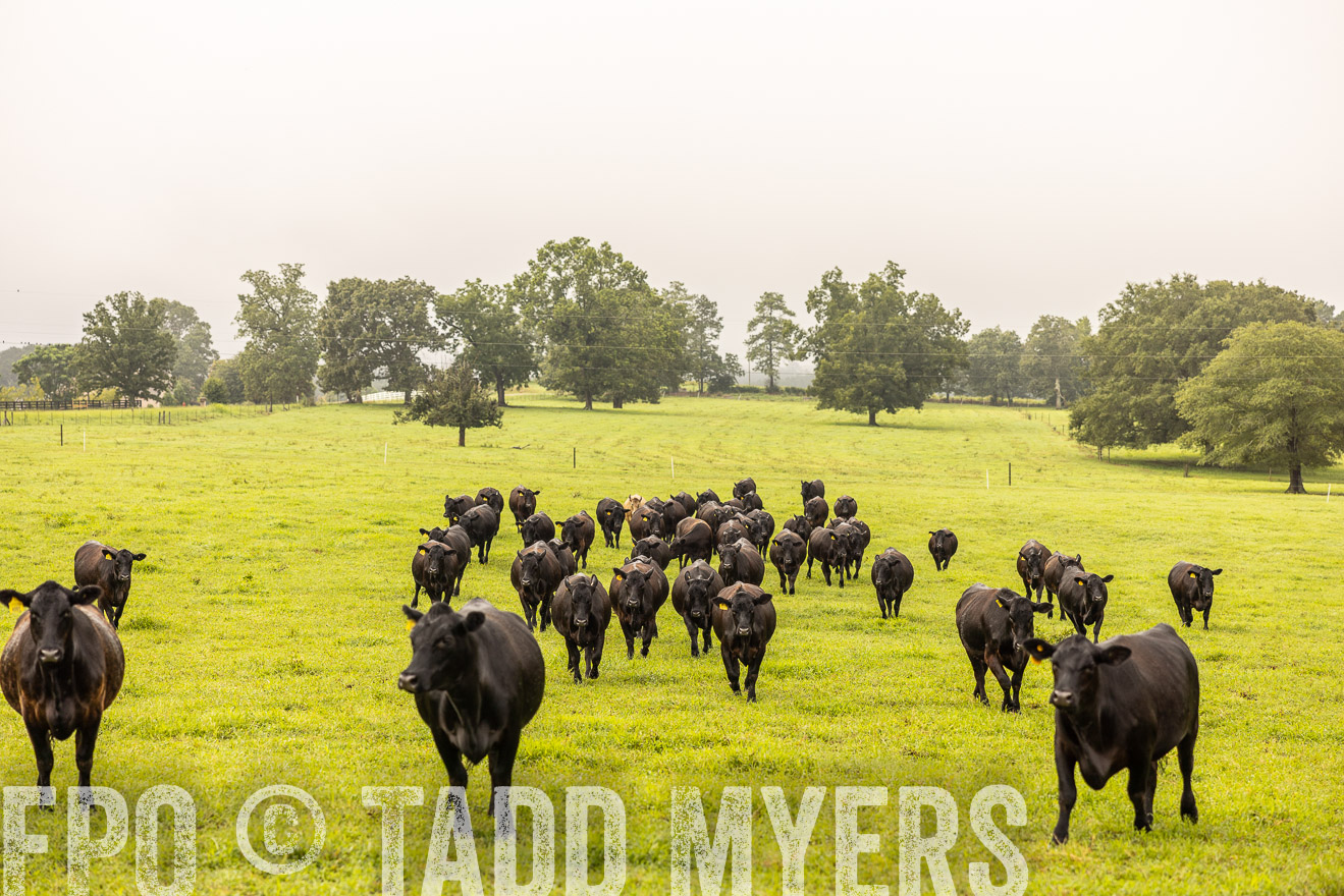 TMyers_PP_SleepyCreekFarm_Forsyth_July2024-516268