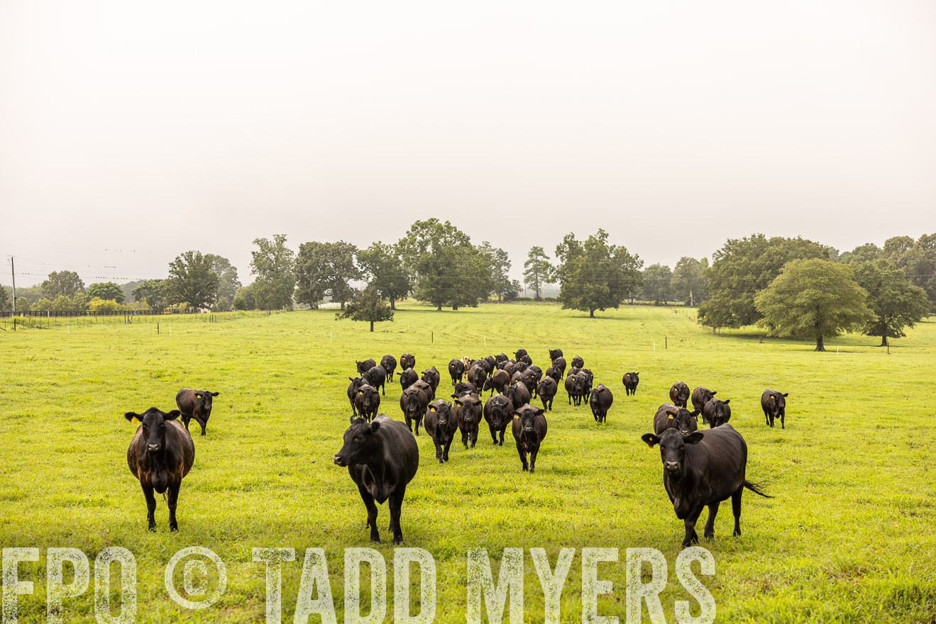 TMyers_PP_SleepyCreekFarm_Forsyth_July2024-516272