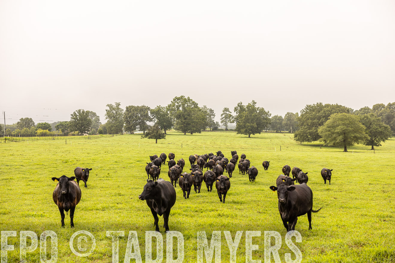 TMyers_PP_SleepyCreekFarm_Forsyth_July2024-516274