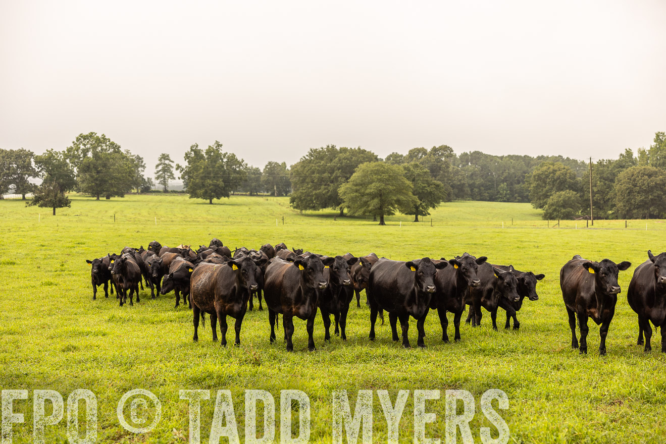 TMyers_PP_SleepyCreekFarm_Forsyth_July2024-516285