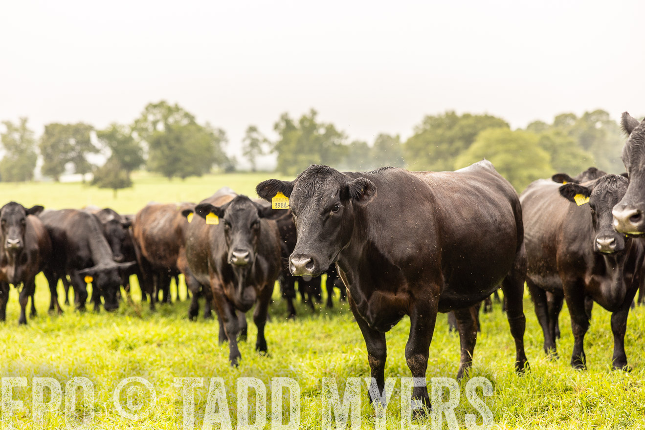 TMyers_PP_SleepyCreekFarm_Forsyth_July2024-516295