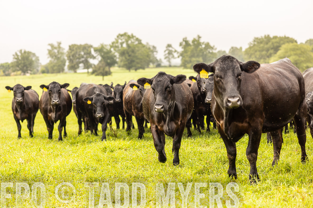 TMyers_PP_SleepyCreekFarm_Forsyth_July2024-516301