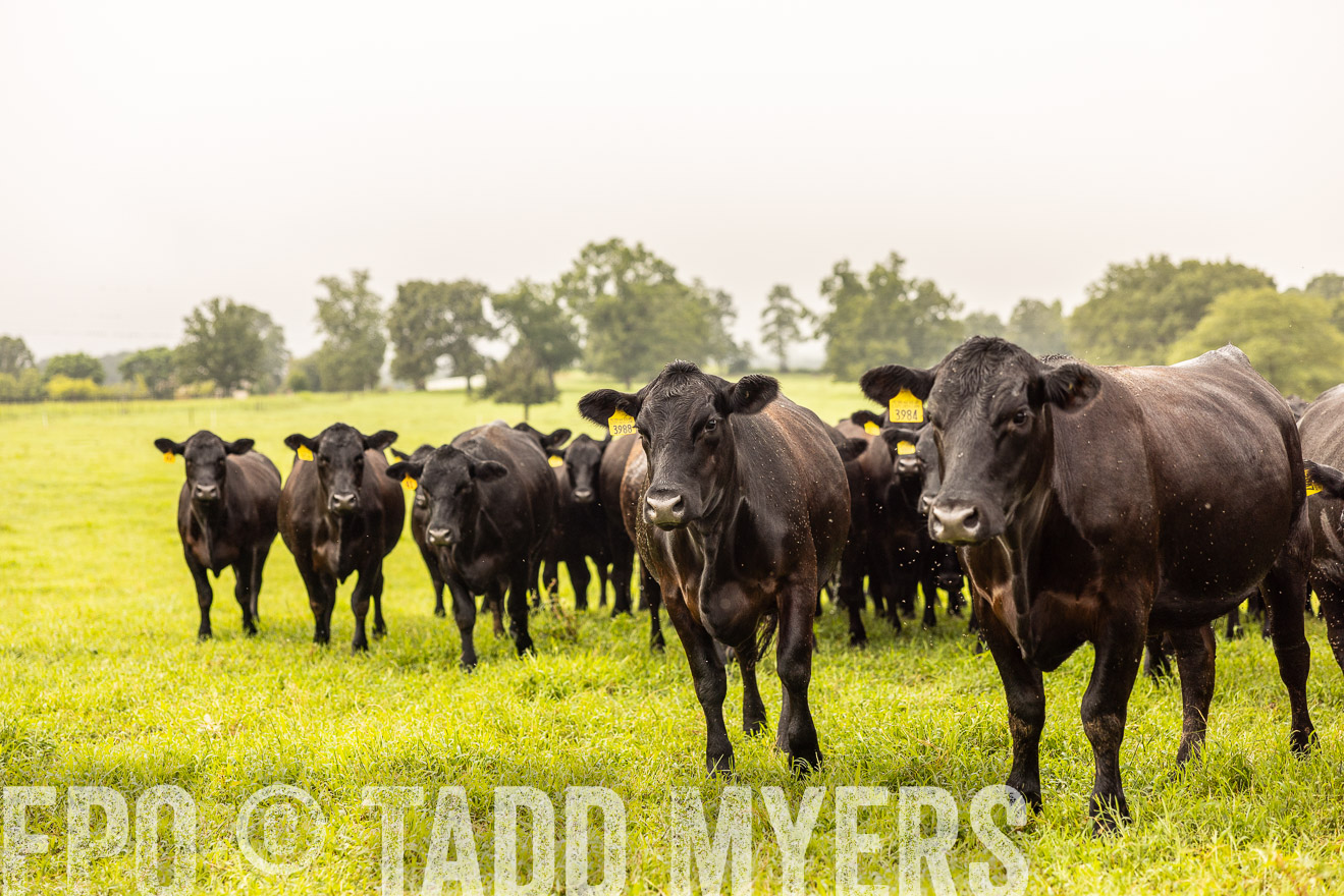 TMyers_PP_SleepyCreekFarm_Forsyth_July2024-516308