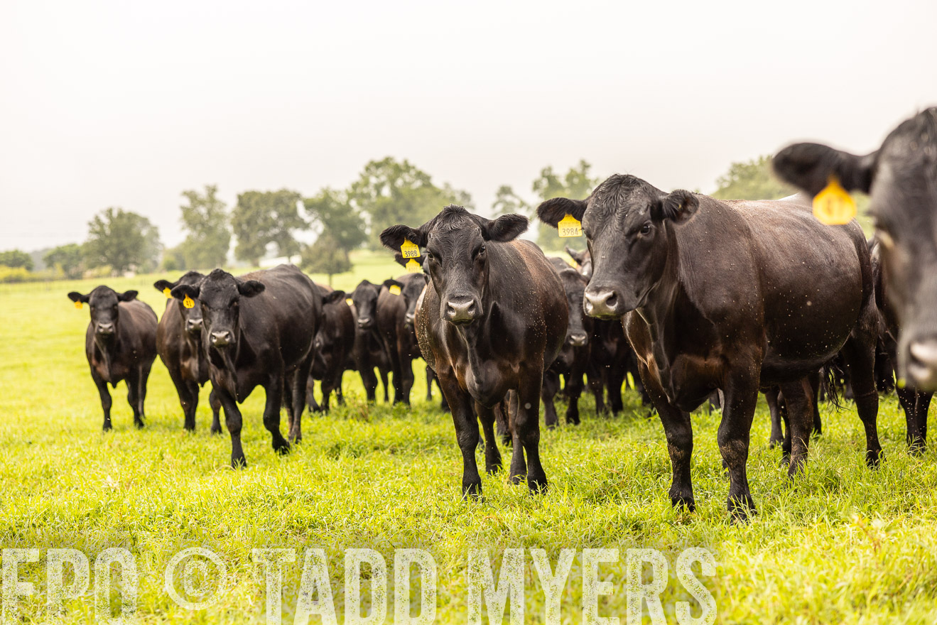 TMyers_PP_SleepyCreekFarm_Forsyth_July2024-516321