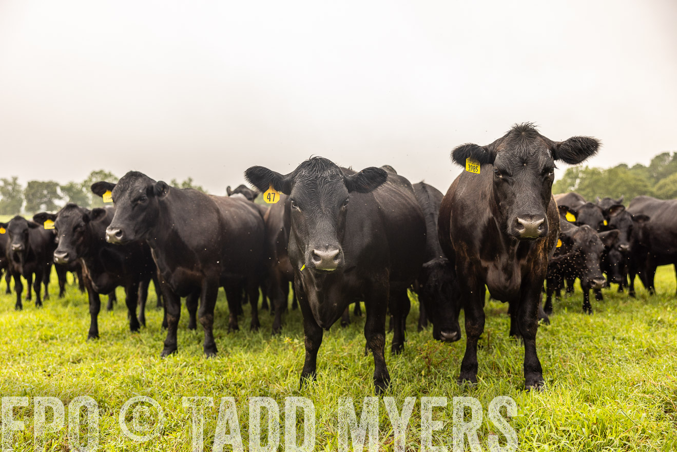 TMyers_PP_SleepyCreekFarm_Forsyth_July2024-516348