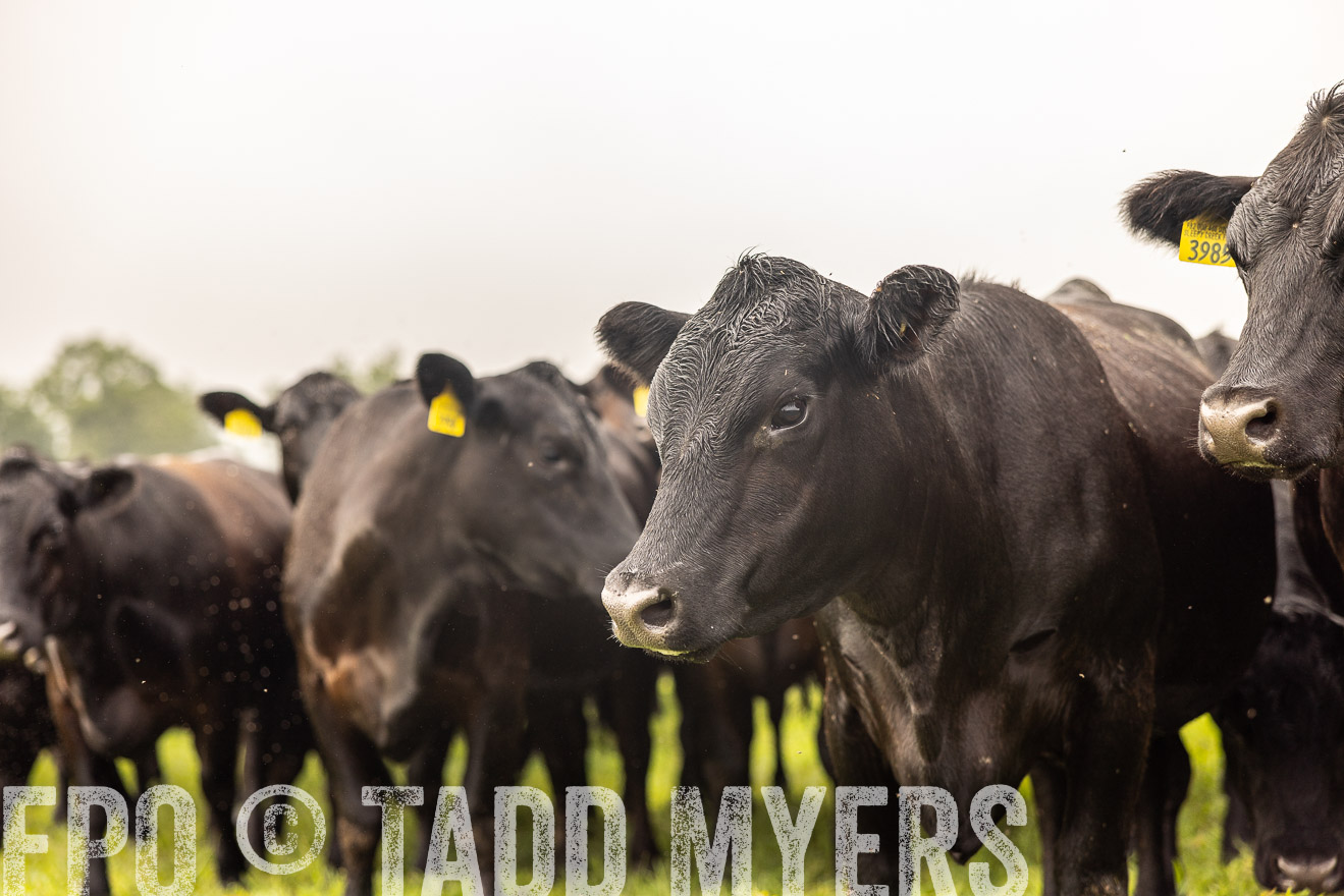TMyers_PP_SleepyCreekFarm_Forsyth_July2024-516350
