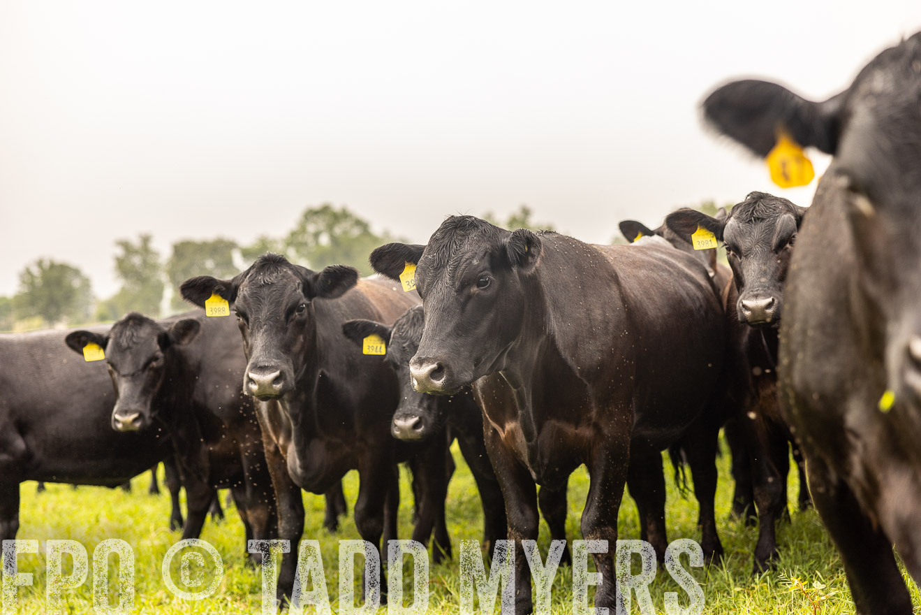 TMyers_PP_SleepyCreekFarm_Forsyth_July2024-516366