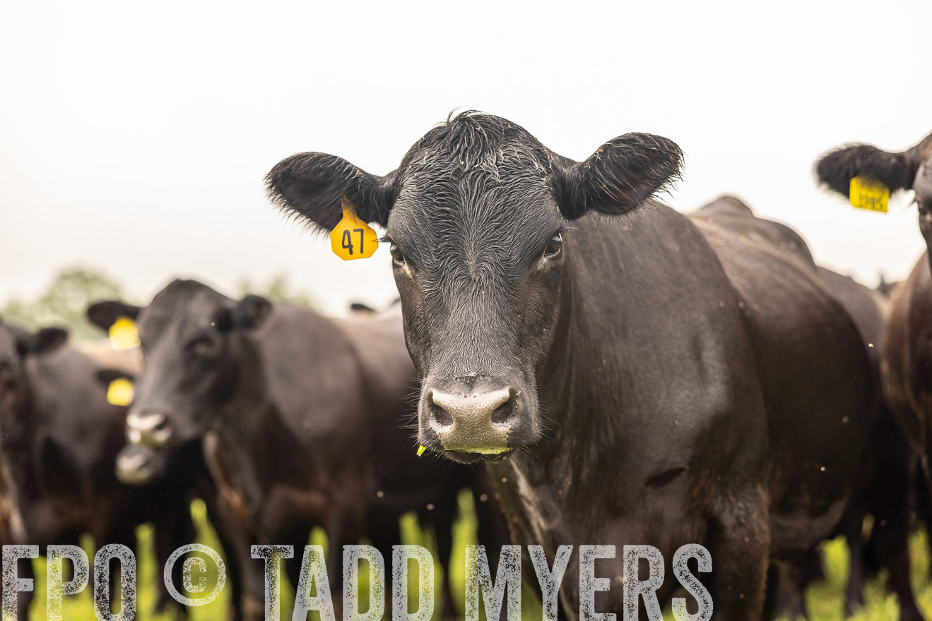 TMyers_PP_SleepyCreekFarm_Forsyth_July2024-516399