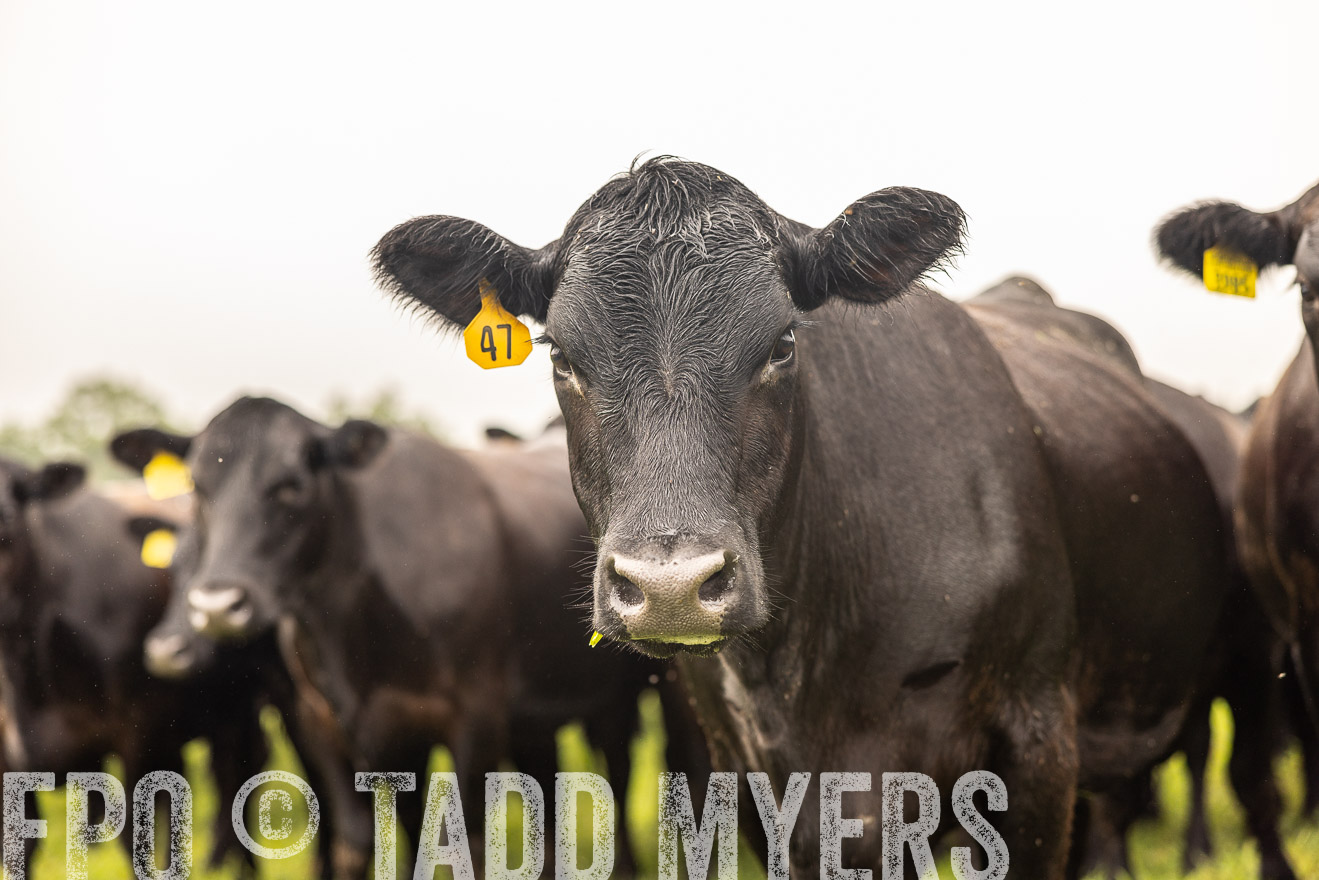 TMyers_PP_SleepyCreekFarm_Forsyth_July2024-516403
