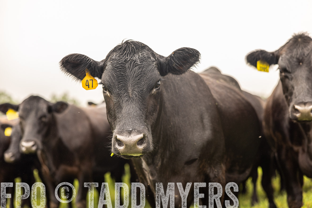 TMyers_PP_SleepyCreekFarm_Forsyth_July2024-516405