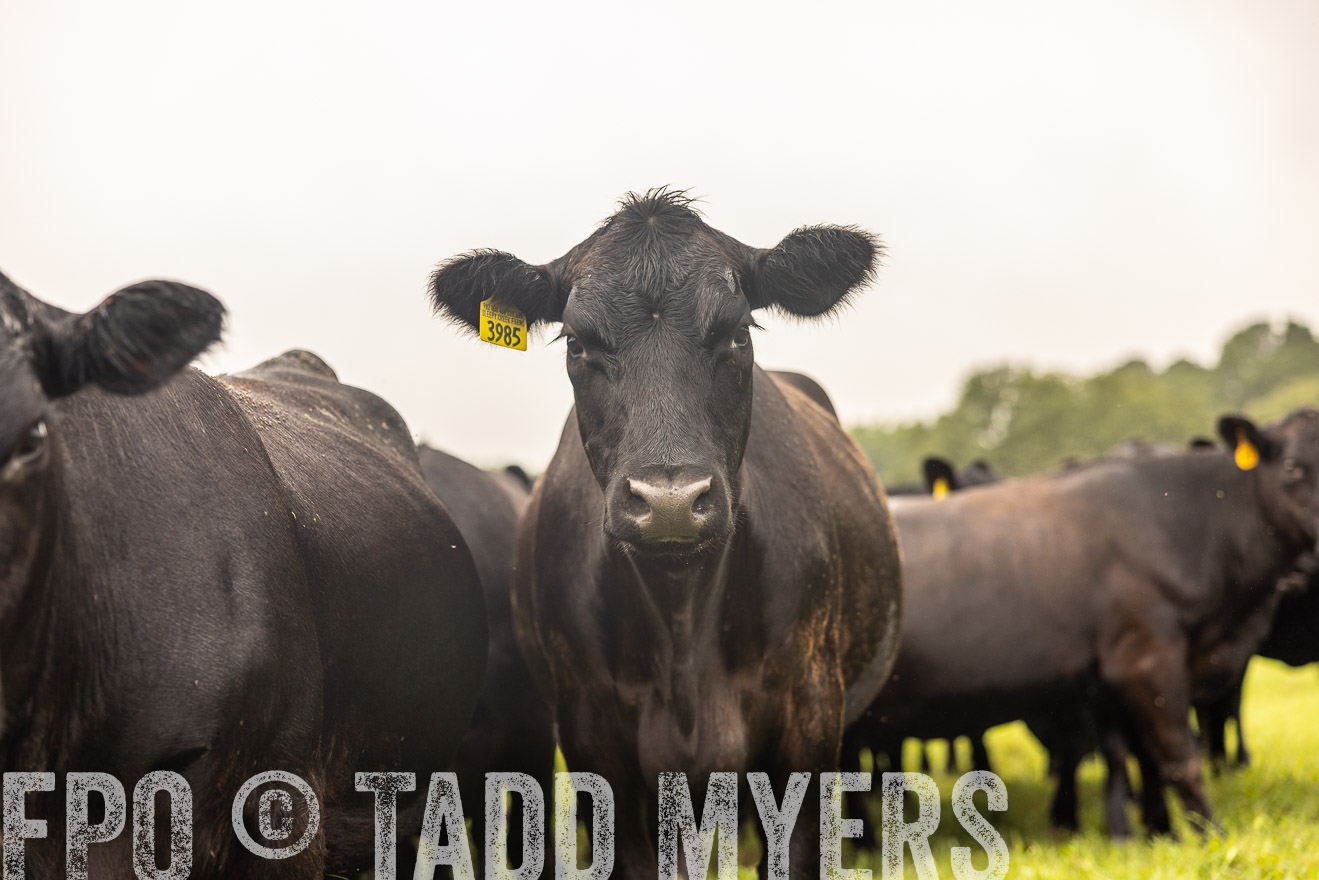 TMyers_PP_SleepyCreekFarm_Forsyth_July2024-516412