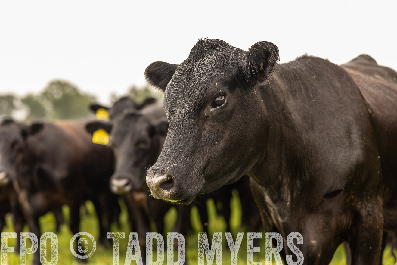 TMyers_PP_SleepyCreekFarm_Forsyth_July2024-516420