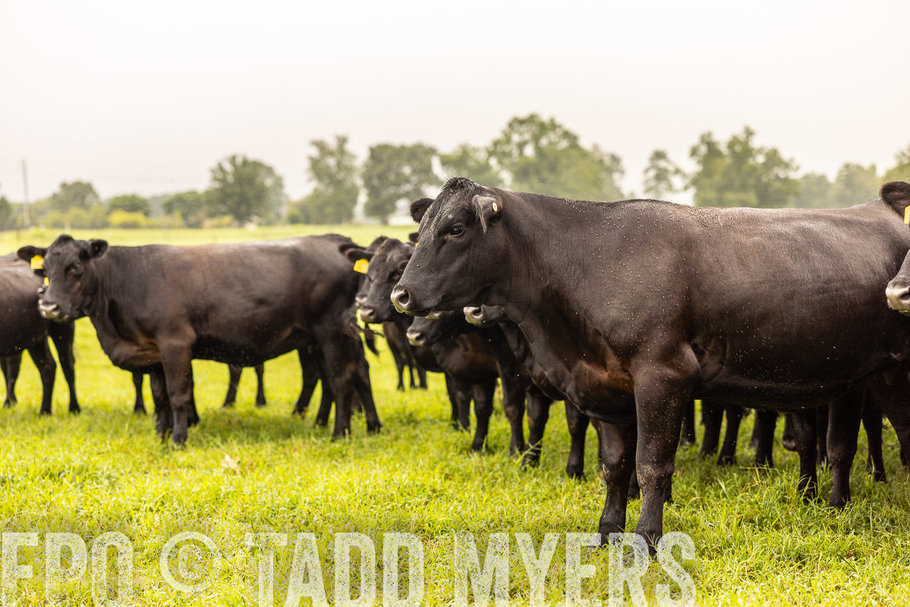 TMyers_PP_SleepyCreekFarm_Forsyth_July2024-516448