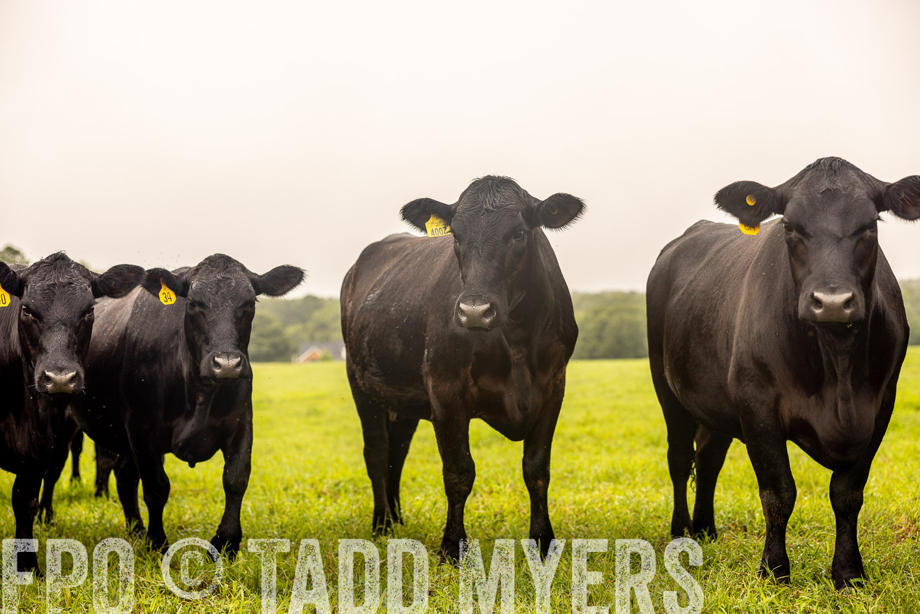 TMyers_PP_SleepyCreekFarm_Forsyth_July2024-516453