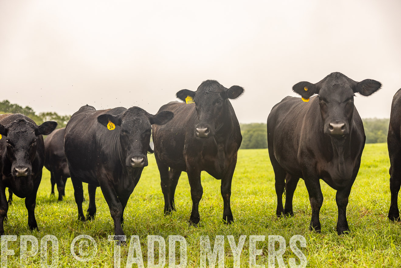 TMyers_PP_SleepyCreekFarm_Forsyth_July2024-516459