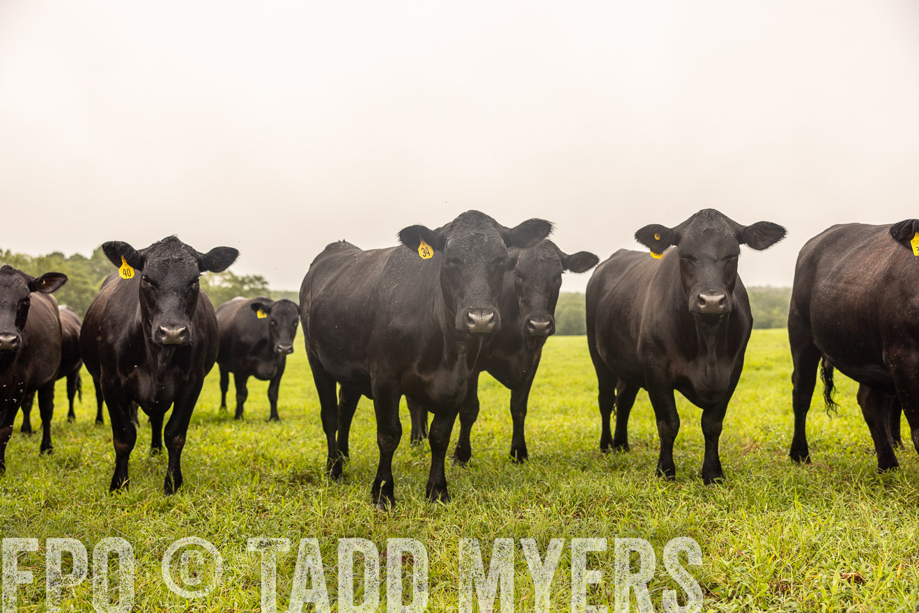 TMyers_PP_SleepyCreekFarm_Forsyth_July2024-516470