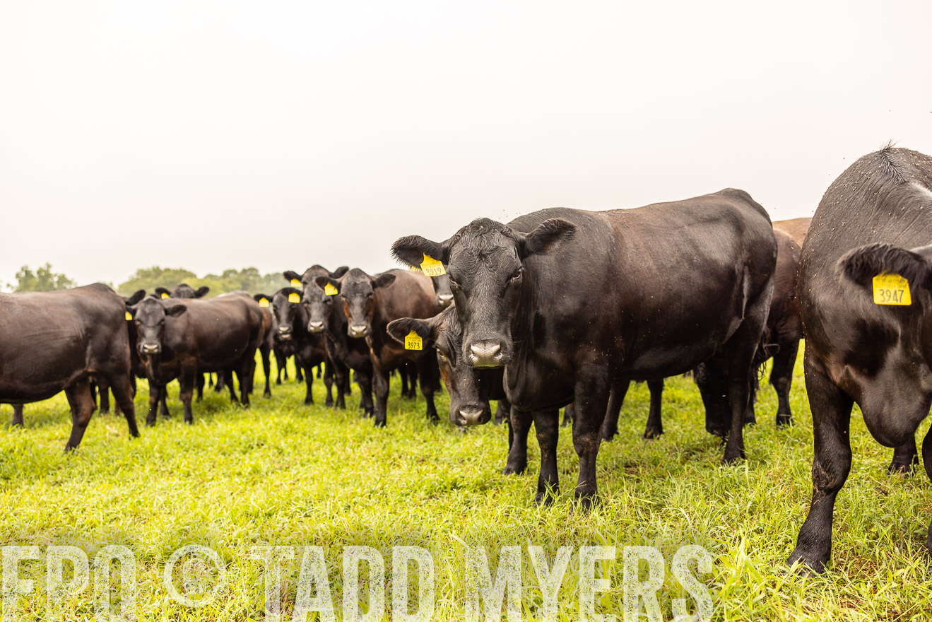 TMyers_PP_SleepyCreekFarm_Forsyth_July2024-516489