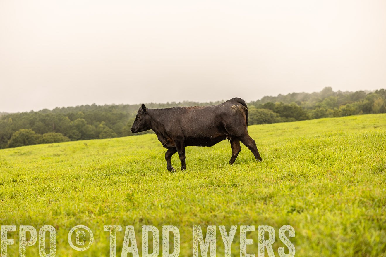 TMyers_PP_SleepyCreekFarm_Forsyth_July2024-516513