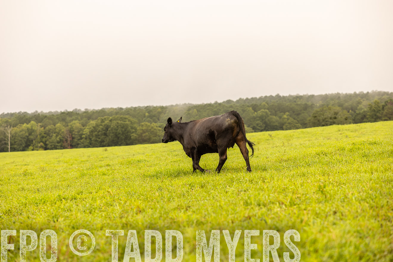 TMyers_PP_SleepyCreekFarm_Forsyth_July2024-516523
