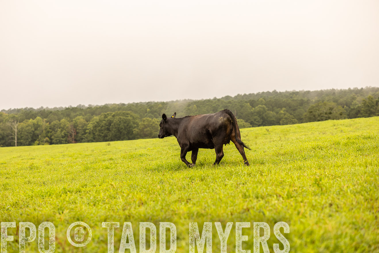 TMyers_PP_SleepyCreekFarm_Forsyth_July2024-516525