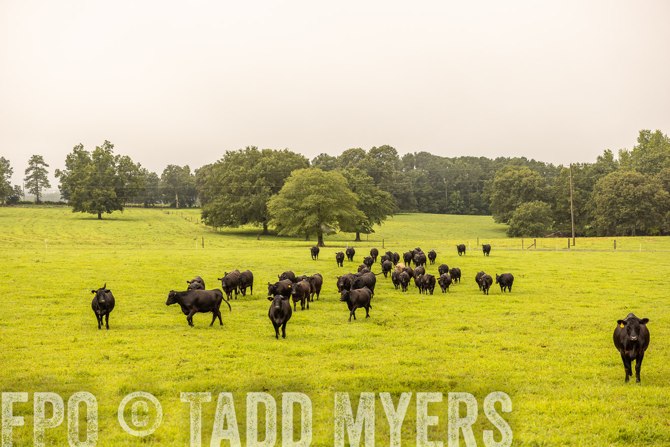 TMyers_PP_SleepyCreekFarm_Forsyth_July2024-516542