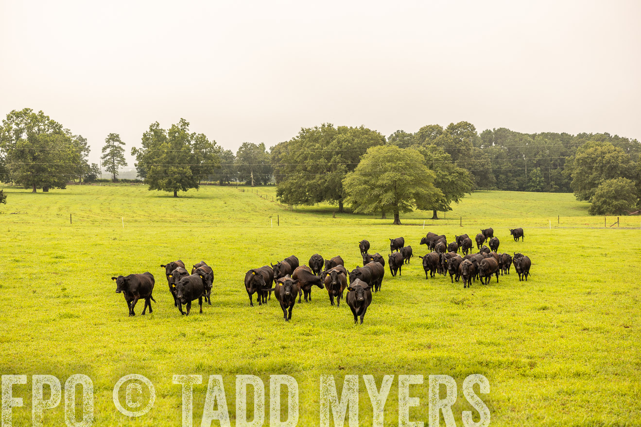 TMyers_PP_SleepyCreekFarm_Forsyth_July2024-516548