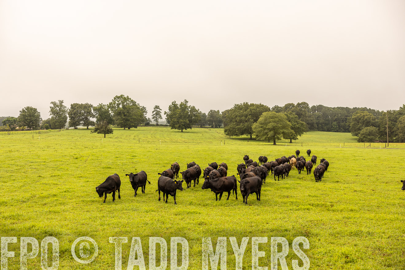 TMyers_PP_SleepyCreekFarm_Forsyth_July2024-516578