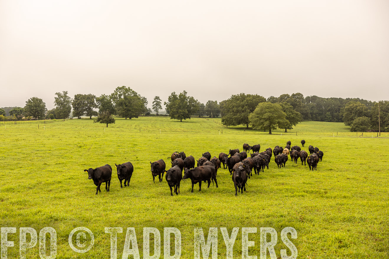 TMyers_PP_SleepyCreekFarm_Forsyth_July2024-516593