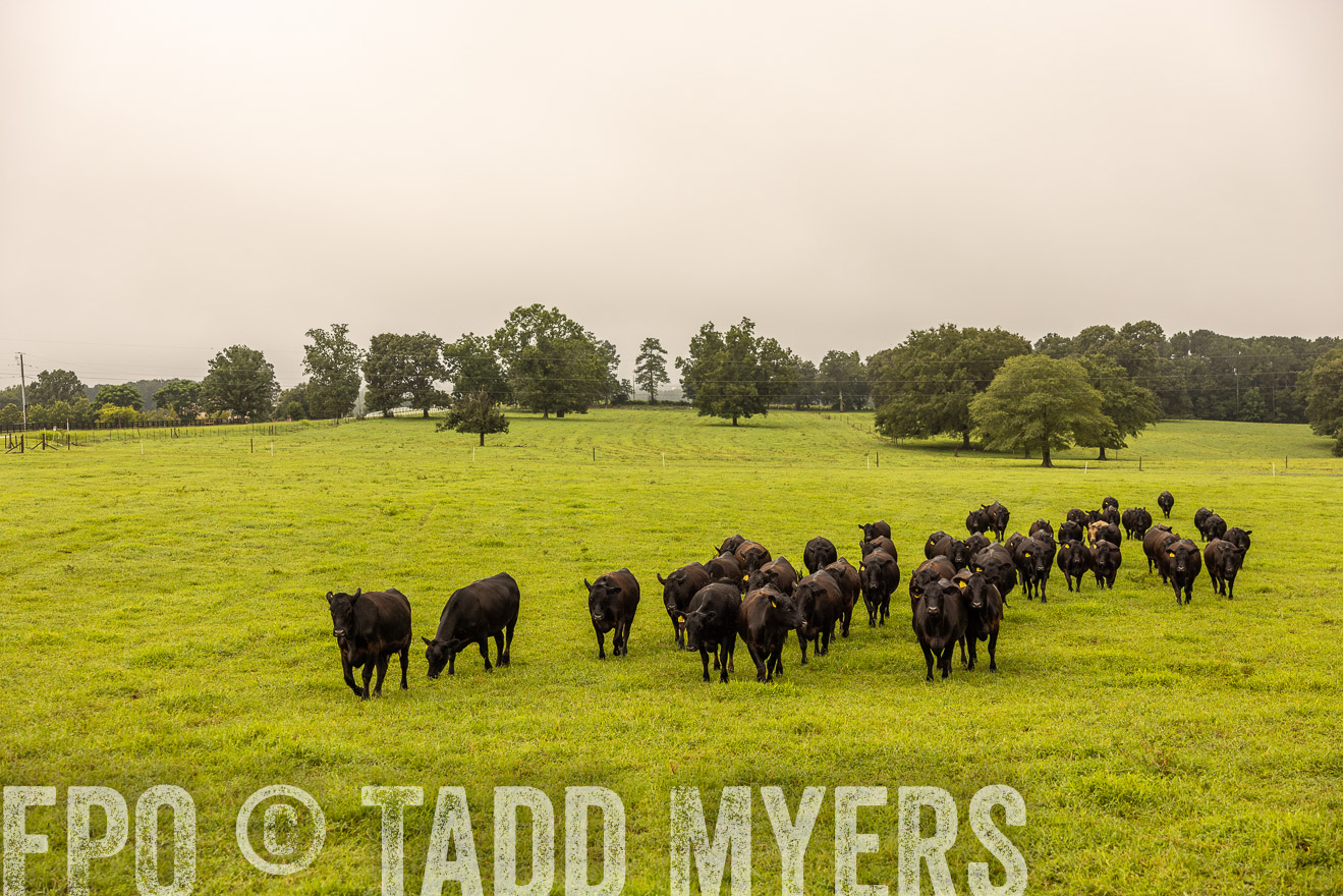 TMyers_PP_SleepyCreekFarm_Forsyth_July2024-516599