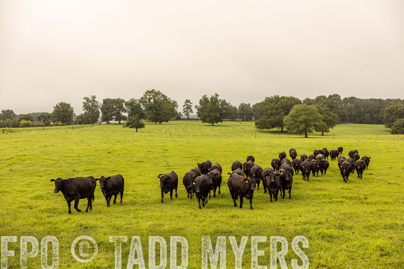 TMyers_PP_SleepyCreekFarm_Forsyth_July2024-516605