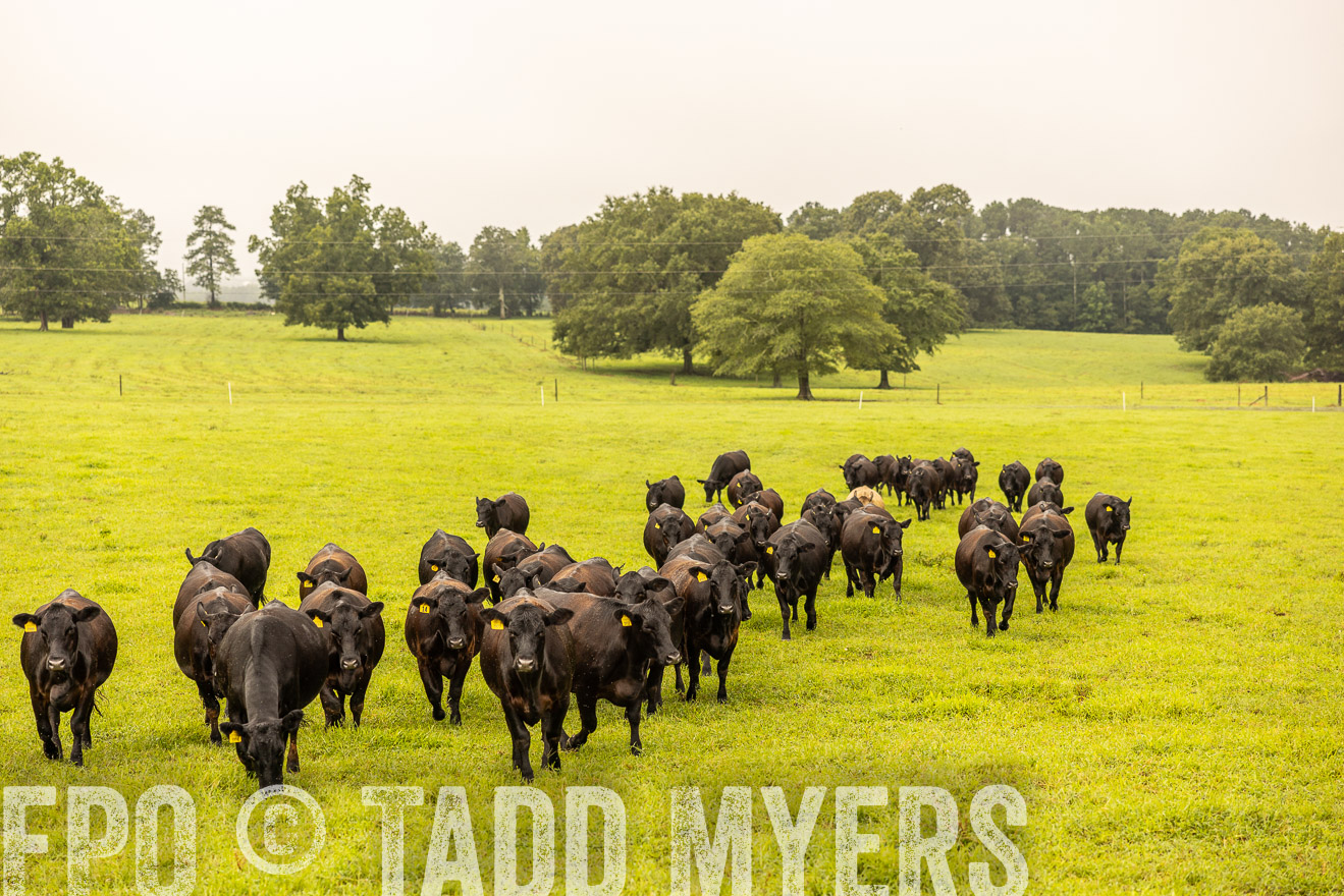 TMyers_PP_SleepyCreekFarm_Forsyth_July2024-516607