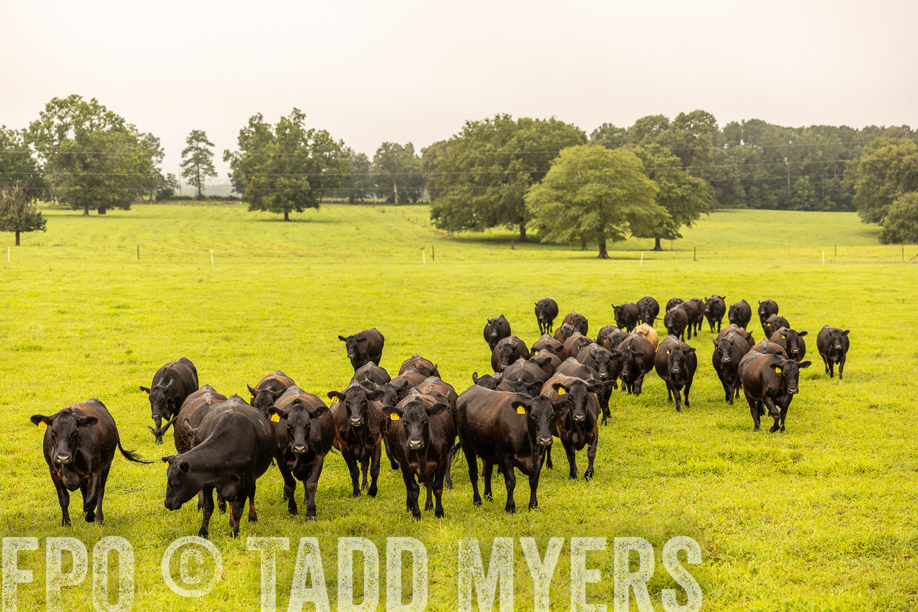 TMyers_PP_SleepyCreekFarm_Forsyth_July2024-516615