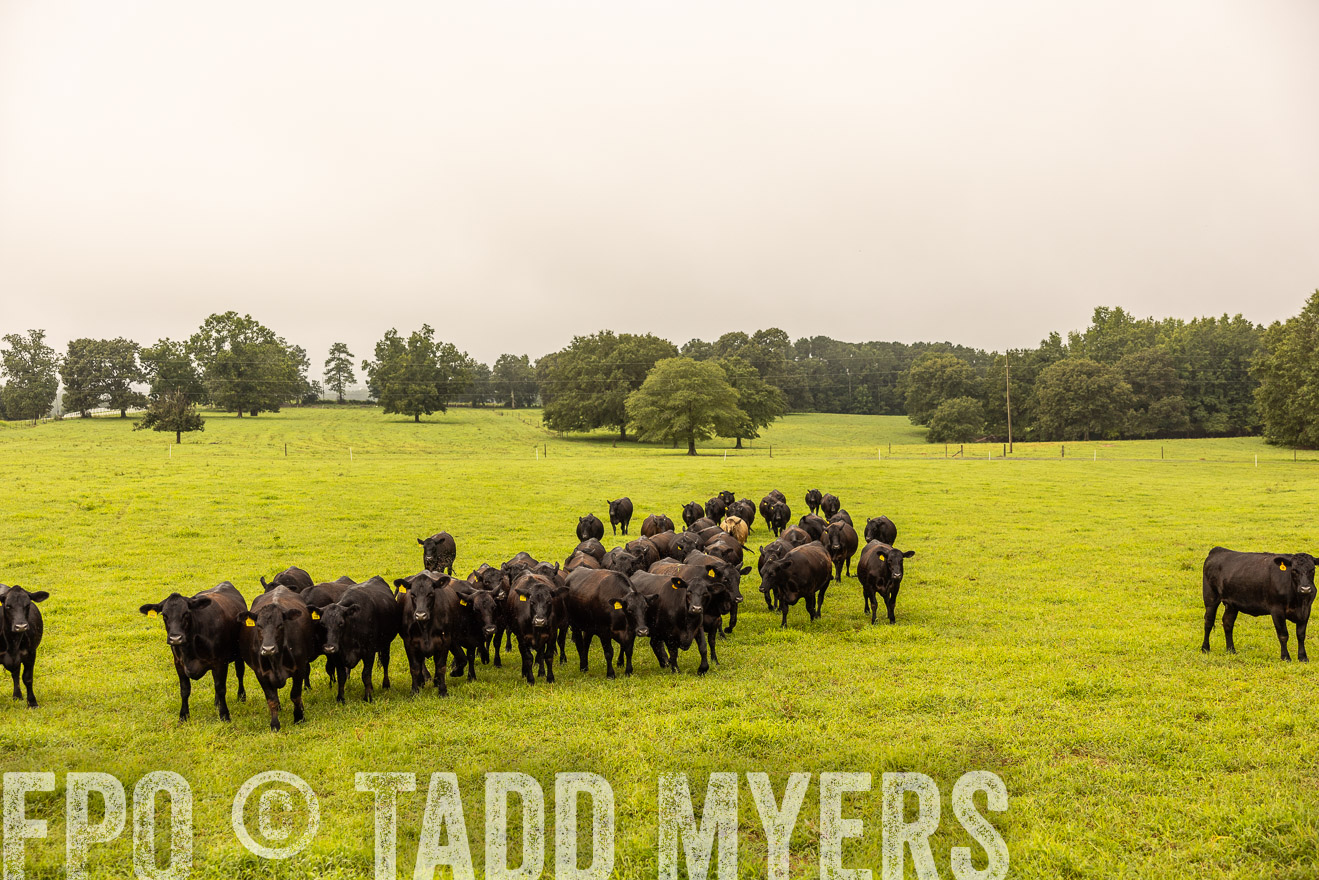 TMyers_PP_SleepyCreekFarm_Forsyth_July2024-516628