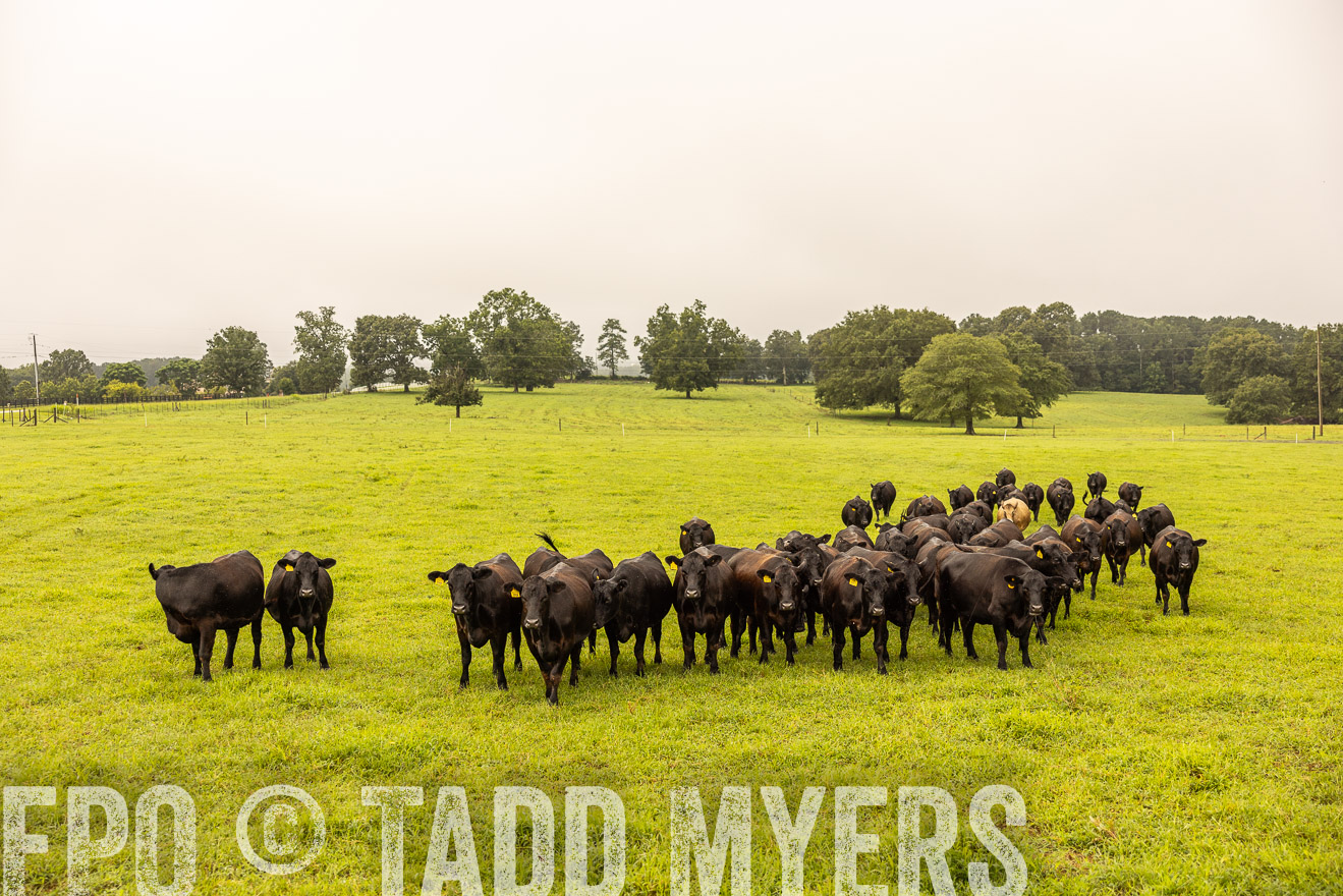 TMyers_PP_SleepyCreekFarm_Forsyth_July2024-516632