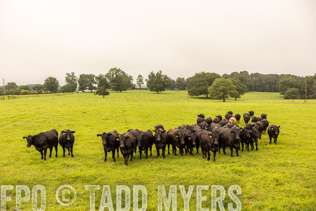 TMyers_PP_SleepyCreekFarm_Forsyth_July2024-516636