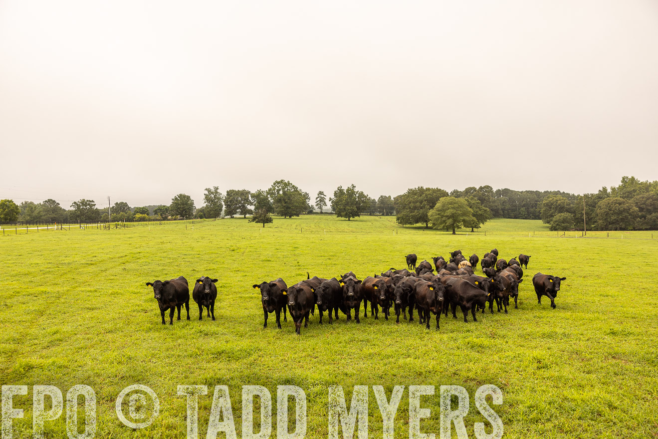 TMyers_PP_SleepyCreekFarm_Forsyth_July2024-516640