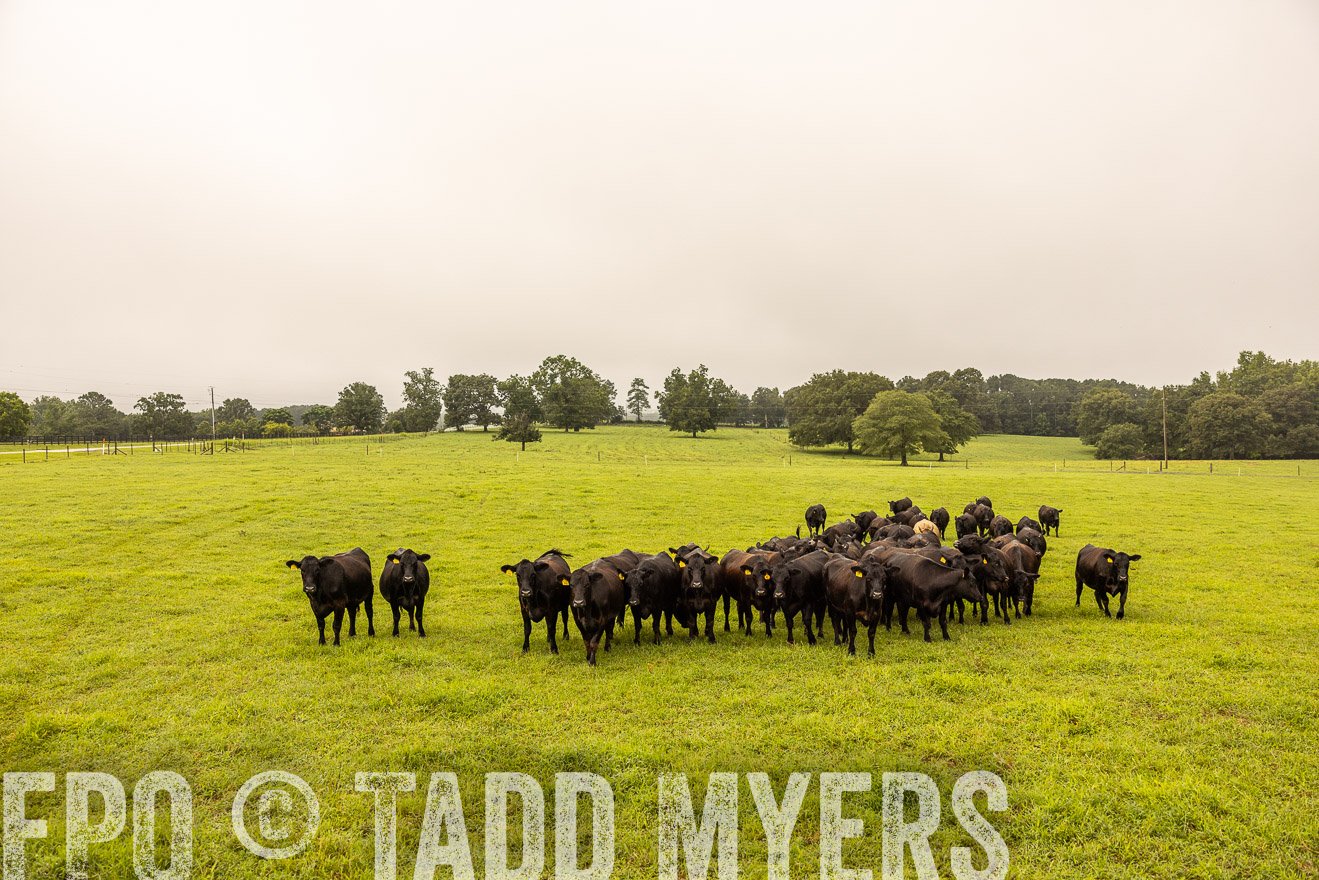 TMyers_PP_SleepyCreekFarm_Forsyth_July2024-516641