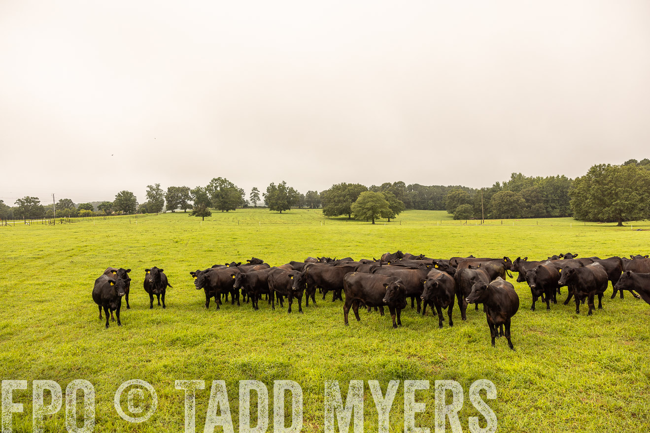 TMyers_PP_SleepyCreekFarm_Forsyth_July2024-516654